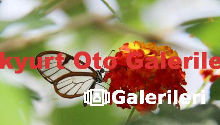 Akyurt Oto Galerileri