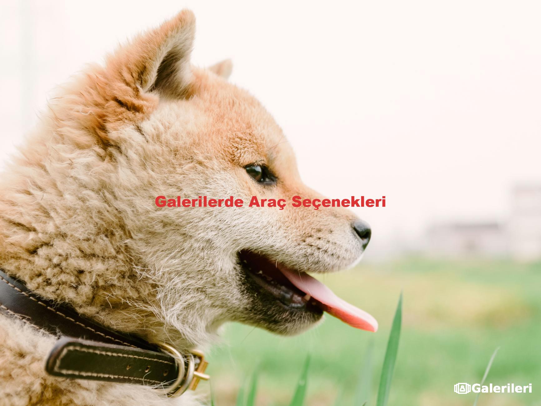 Galerilerde Araç Seçenekleri
