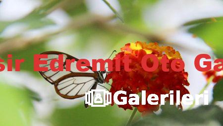 Balıkesir Edremit Oto Galerileri
