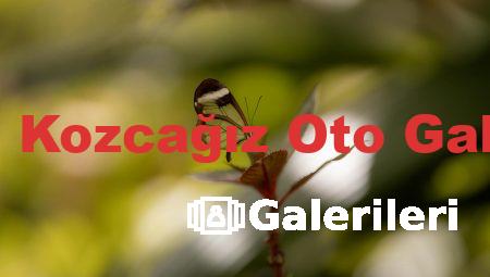 Bartın Kozcağız Oto Galerileri