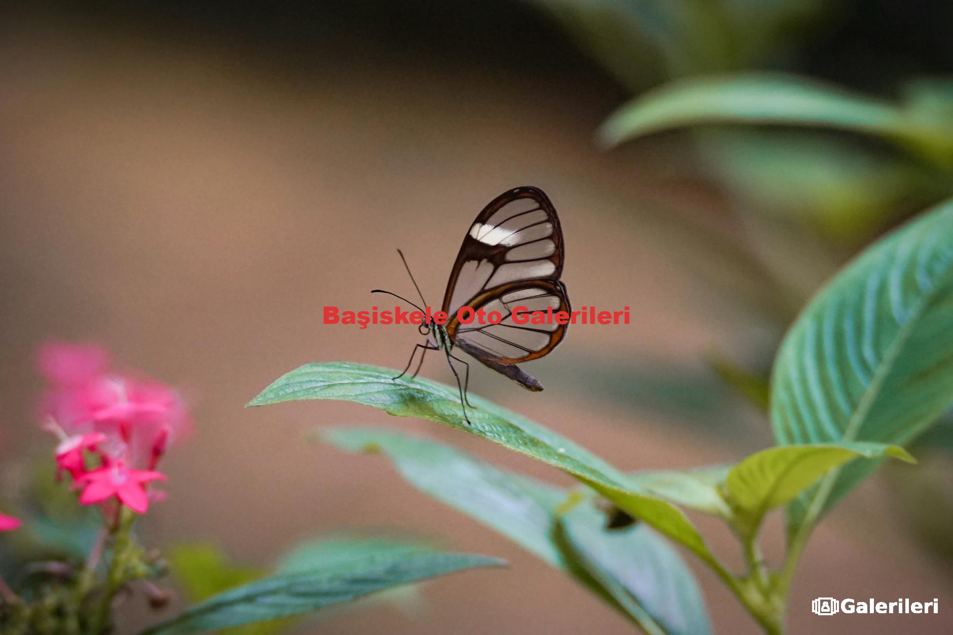 Başiskele Oto Galerileri