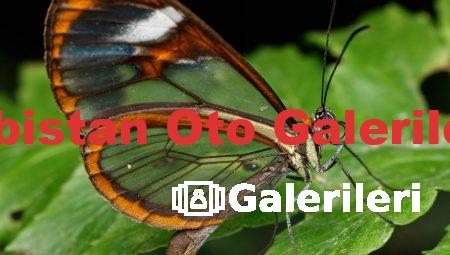 Elbistan Oto Galerileri