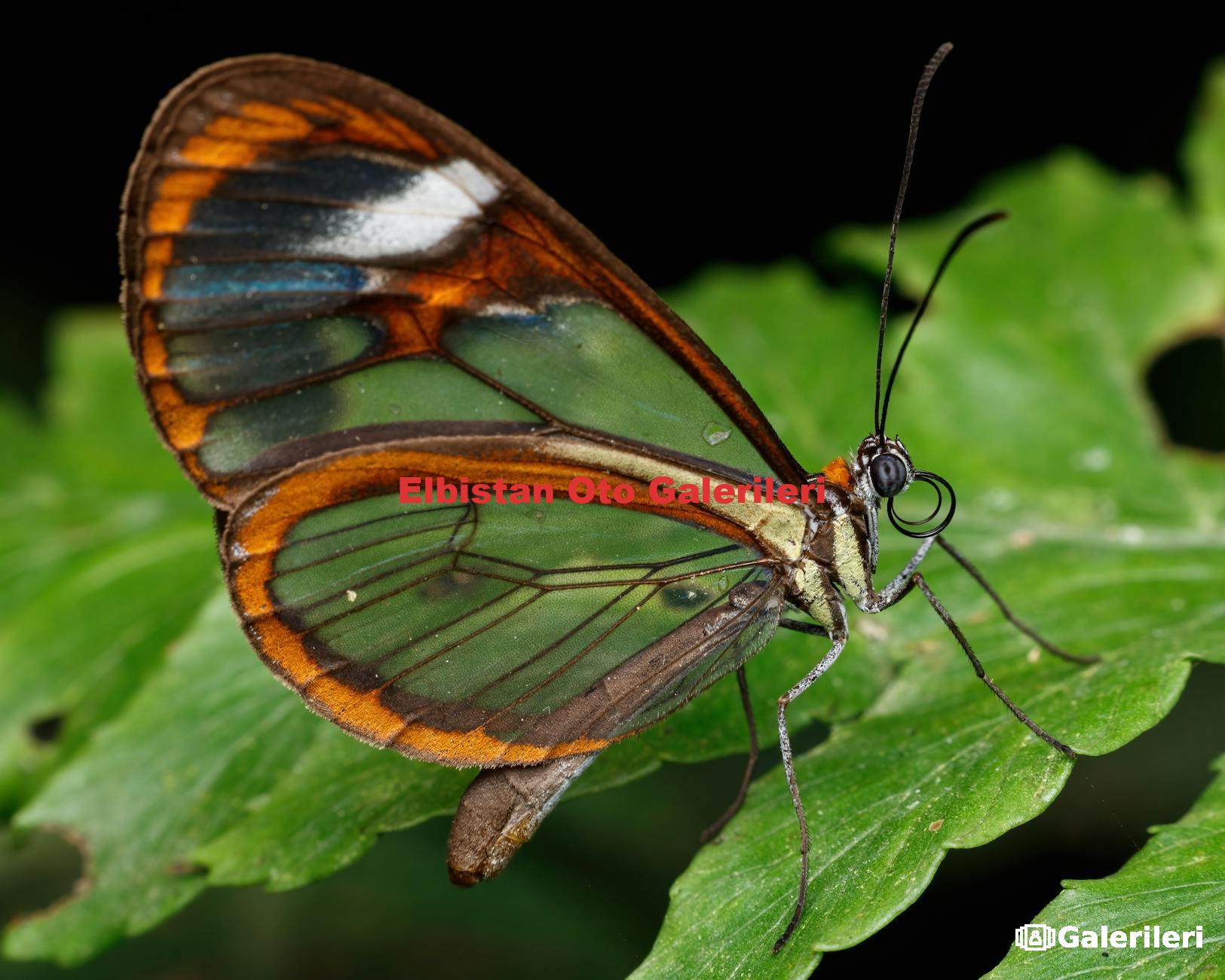 Elbistan Oto Galerileri