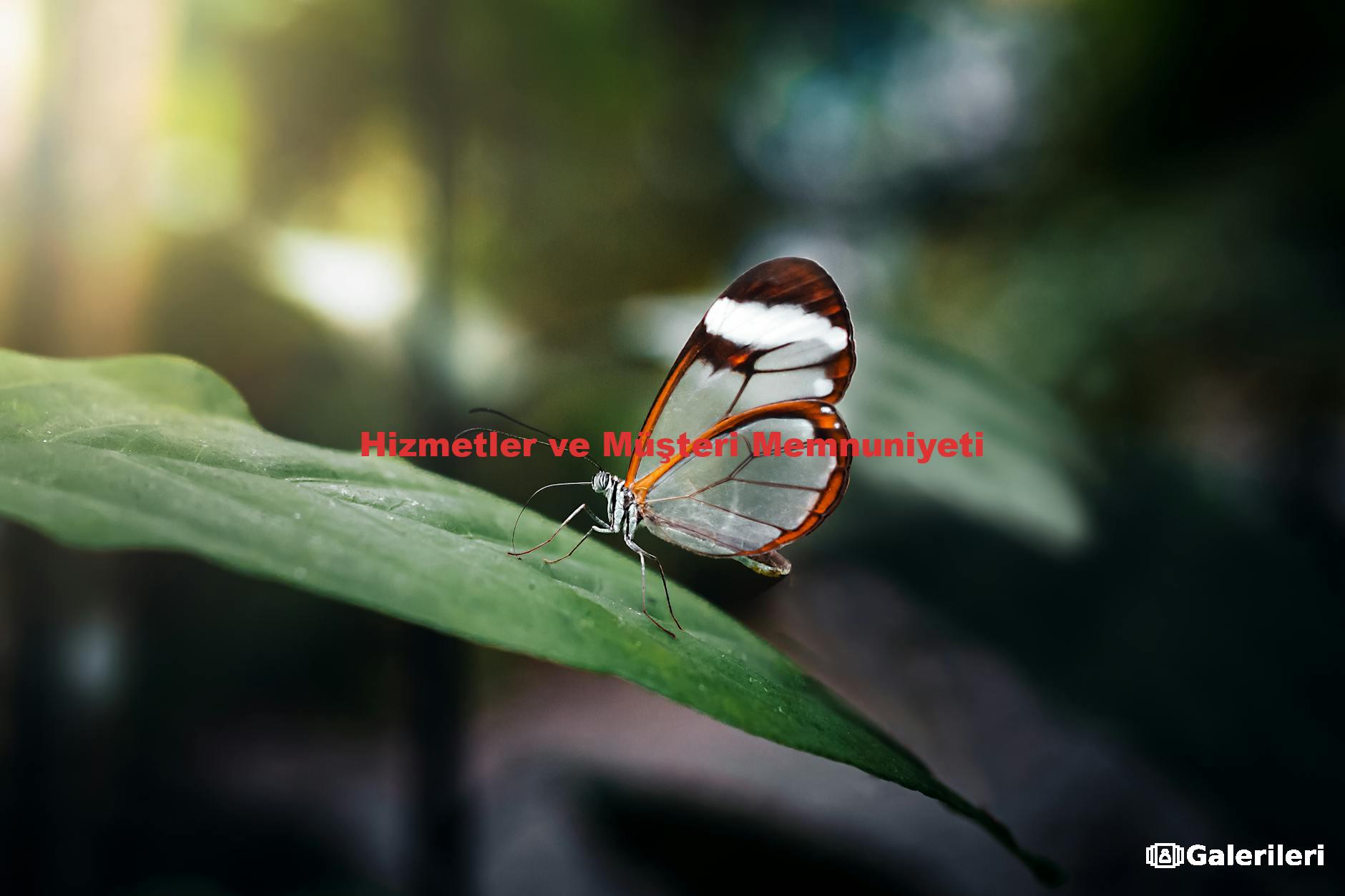 Hizmetler ve Müşteri Memnuniyeti