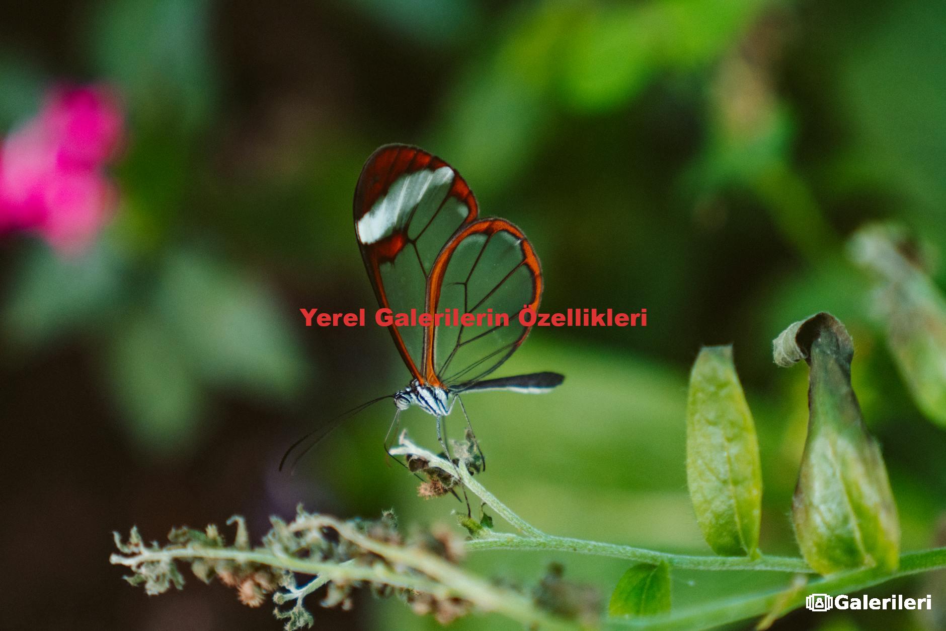 Yerel Galerilerin Özellikleri