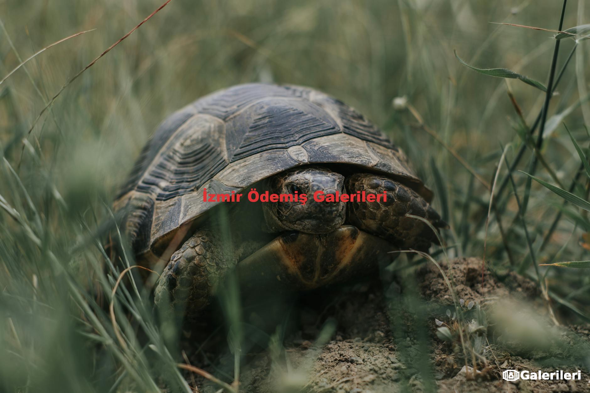 İzmir Ödemiş Galerileri