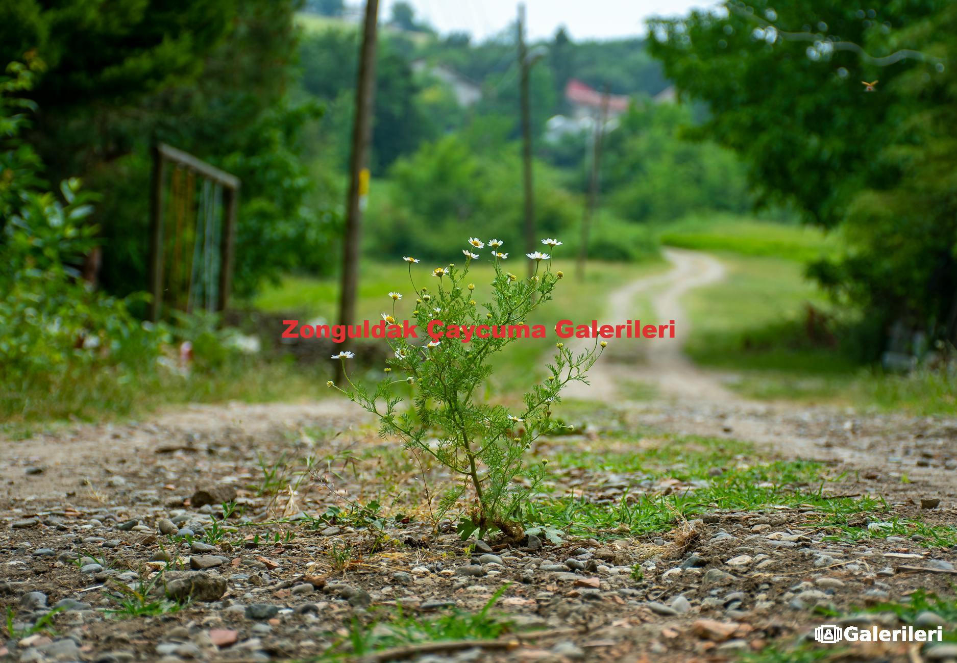 Zonguldak Çaycuma Galerileri
